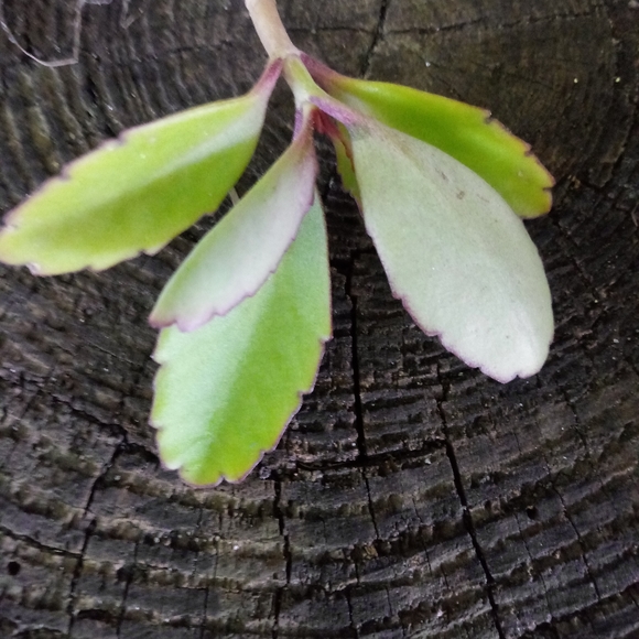 5 Mother of Thousands Starter Plants - Picture 1 of 5